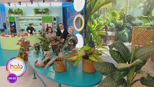 Dzięki tym roślinom balkon zamieni się w prawdziwą dżunglę