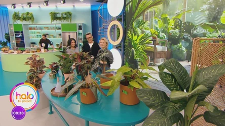 Dzięki tym roślinom balkon zamieni się w prawdziwą dżunglę