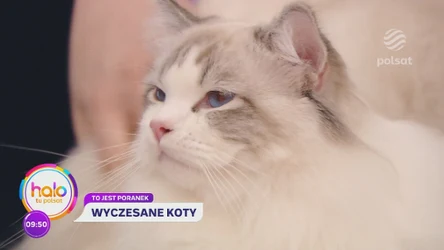 Dziś w studio "halo tu polsat" "wyczesane" koty. Czym i jak czesać nasze pupile?