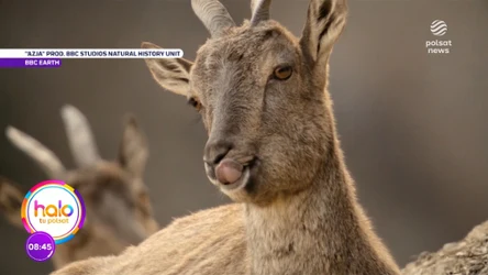 Z kamerą wśród zwierząt. Premiera serialu "Azja"