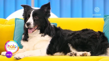 Filmowe psie gwiazdy