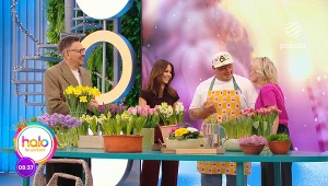 Rośliny, które zaproszą wiosnę do domu