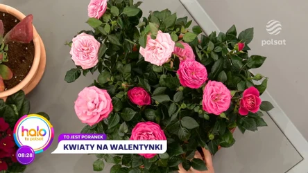 Kwiaty mówią "kocham cię", czyli jakie bukiety cieszą się największym powodzeniem w walentynki