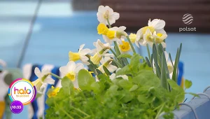 Metamorfoza balkonu na wiosnę