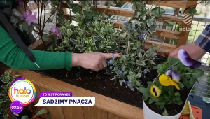 Darek Stolarz i Kasia Joda pokazują, jak zrobić pergolę na balkonie