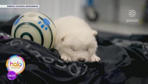 Powrót wymarłego gatunku wilka