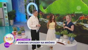 Sposoby na walkę z mrówkami. Kasia Joda radzi jakie zapachy odstraszaj owady