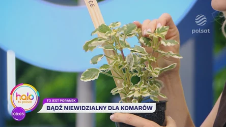 Zrób to sam... i odstrasz komara! Balkonowe patenty