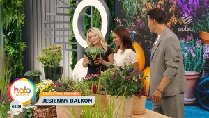 Co na balkon zamiast wrzosów? Te kwiaty stworzą barwną kompozycję i przetrwają aż do listopada