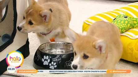 Słodkie sceny w "halo tu polsat". Wszystko przez nietypowych gości Pauliny i Tomka