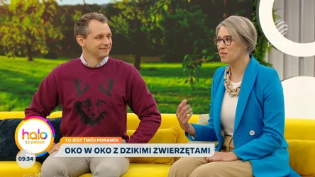 Dzikie zwierzęta w mieście