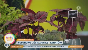 Co zamiast kwiatów jesienią? Kolorowe liście odmienią twoje wnętrze