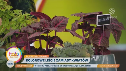 Co zamiast kwiatów jesienią? Kolorowe liście odmienią twoje wnętrze