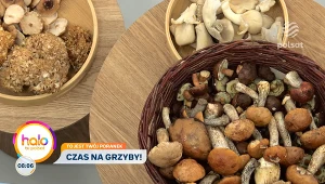 Grzyby pod lupą ekspertów. Fakty, mity i zagrożenia