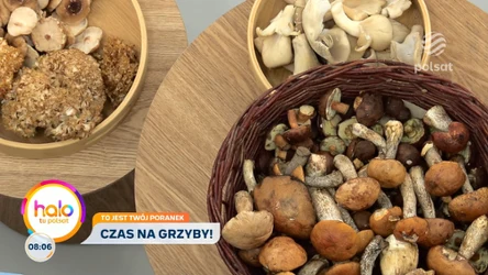 Grzyby pod lupą ekspertów. Fakty, mity i zagrożenia