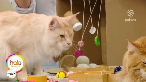 Kreatywne pomysły na zabawki dla dużych kotów, ekologicznie i bez wydatków