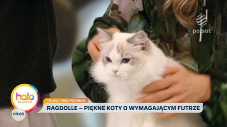 Jak dbać o kota jesienią? Hodowczyni radzi, jak pielęgnować czworonogi