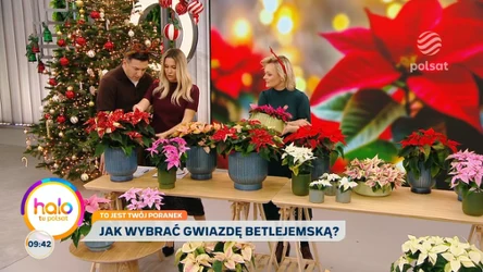 Jak wybrać gwiazdę betlejemską? Co zrobić, aby cieszyła nasze oczy także w kolejnym roku?