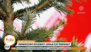 Jak sprawdzić, czy choinka jest świeża? Ogrodnik zdradza prosty trik