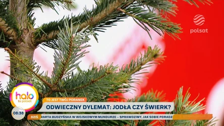 Jak sprawdzić, czy choinka jest świeża? Ogrodnik zdradza prosty trik