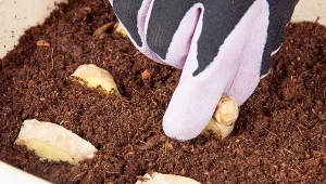 Ukrój i włóż do doniczki. Lekarstwo na odporność będziesz mieć za darmo