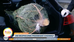 Święta bez mandatu, czyli jak bezpiecznie i zgodnie z przepisami przewieźć choinkę samochodem?