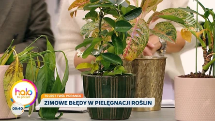 Rośliny doniczkowe zimą. Kasia Joda o najczęstszych błędach w pielęgnacji