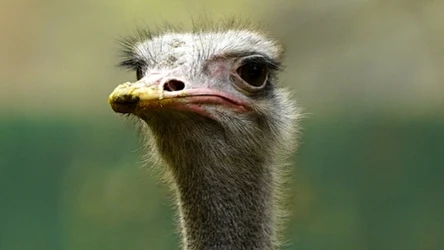 Australijski ptak emu przechadzał się przemyską ulicą