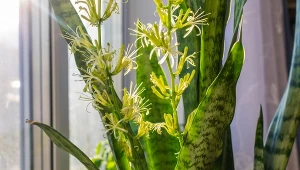Sansewieria może zakwitnąć. Musisz jednak zadbać o to