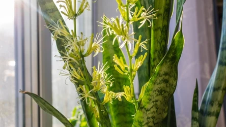 Co zrobić, żeby sansewieria zakwitła? Zmiana pielęgnacji ma znaczenie. 