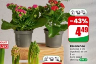Kalanchoe
