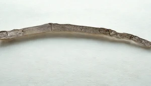 Patyk sprzed 430 tys. lat. To najstarsze drewniane narzędzia ludzkości