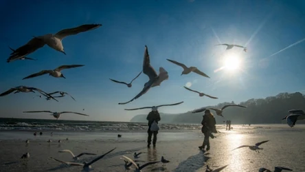 Do ośrodków rehabilitacji zwierząt zimą trafiają też ptaki. I one mogą marznąć