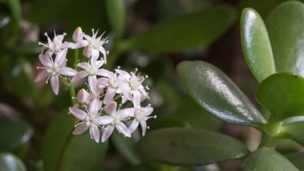 CanvaPro/ Co trzeba zrobić, aby popularna roślina doniczkowa wypuściła kwiaty?