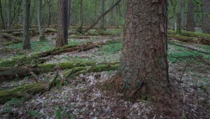 Kora sosnowa może mieć zastosowanie w oczyszczaniu wody