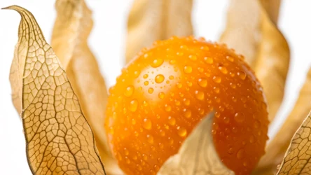 Miechunka peruwiańska