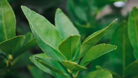 Na co pomaga napar z liścia laurowego?