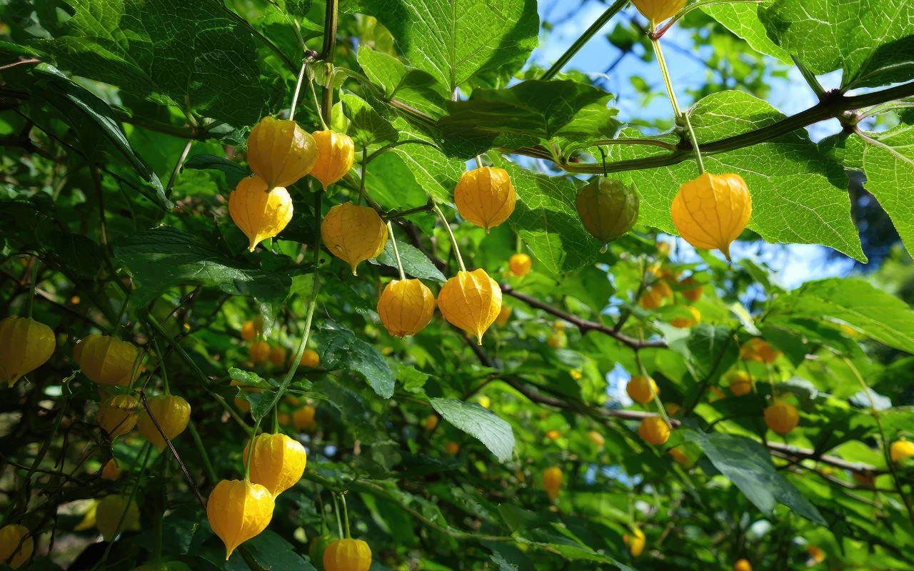 Miechunka peruwiańska rośnie na rozłożystych krzewach, a jej owoc skrywają cieniutkie płatki kwiatów o kształcie lampionów