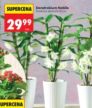 Дендробіум