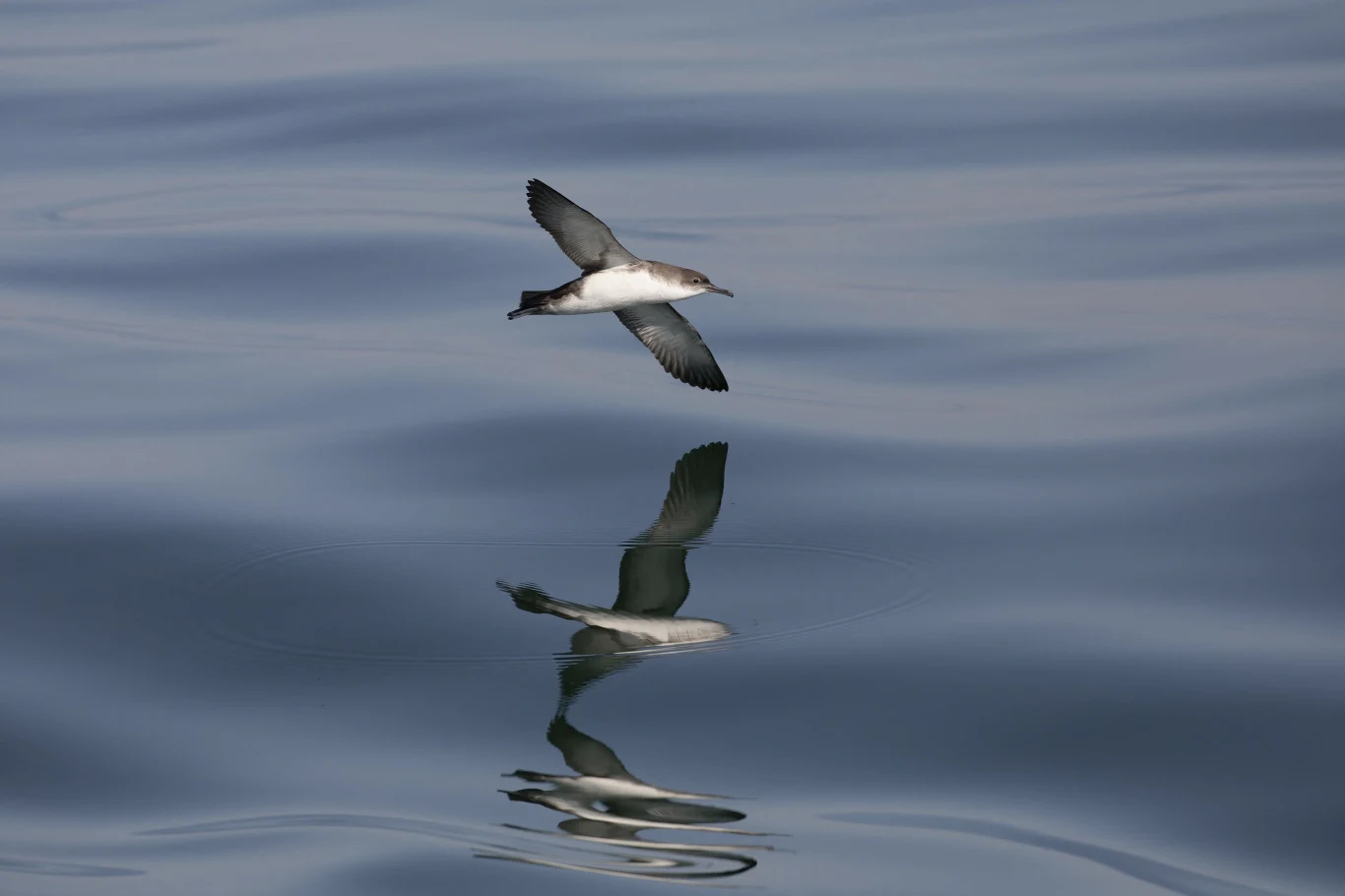 Ptak szybujący tuż nad spokojną powierzchnią wody, której tafla odbija jego sylwetkę w harmonijnym, spokojnym kadrze.