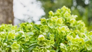 Ciemierniki uchodzą za jedne z najbardziej zjawiskowych bylin zimowych.