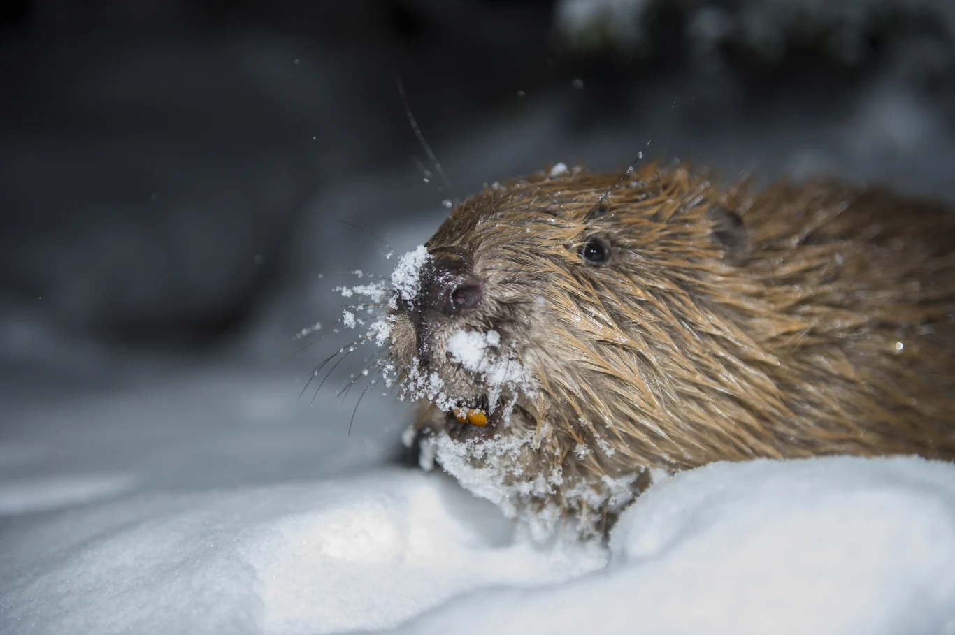 Bóbr z mokrym futrem i śniegiem na pysku poruszający się po śnieżnym terenie.