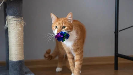 Co oznacza, gdy kot wrzuca swoją zabawkę do miski z wodą lub jedzeniem?