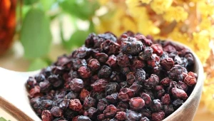 Cytryniec chiński (Schisandra chinensis) to pnącze z niewielkimi jagodami, które po ususzeniu można jeść np. z owsianką czy jogurtem.