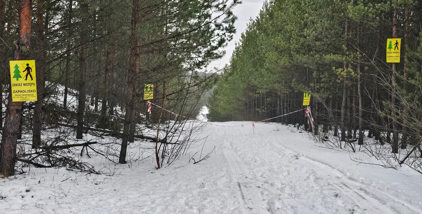 Zaśnieżona leśna droga otoczona gęstymi sosnami, zamknięta taśmą oraz żółtymi znakami ostrzegawczymi informującymi o zakazie wstępu.