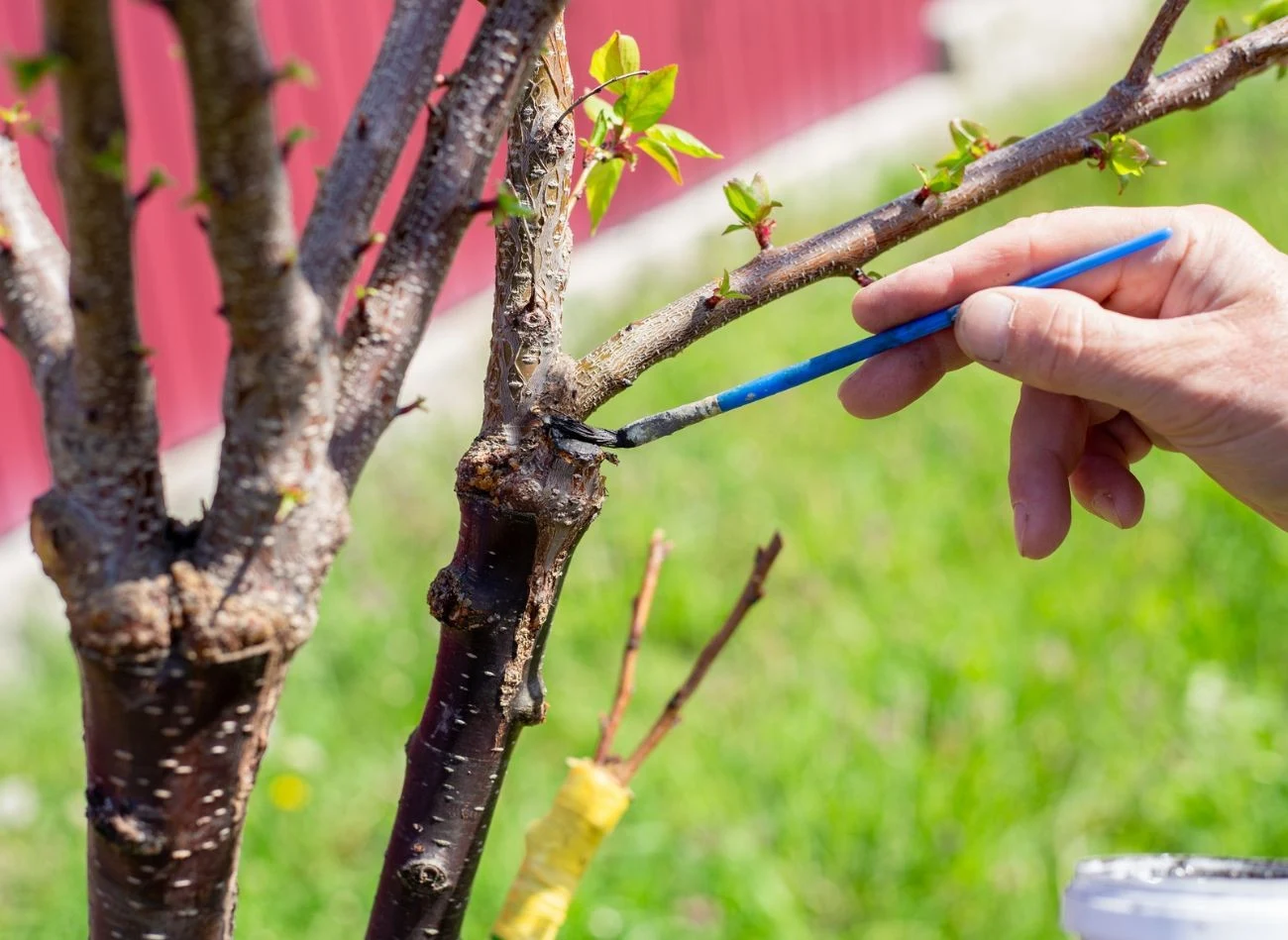 Przed aplikacją dokładnie oczyszczamy ranę i wyrównujemy jej brzegi, co pozwala maści lepiej przylegać i skuteczniej chronić roślinę.