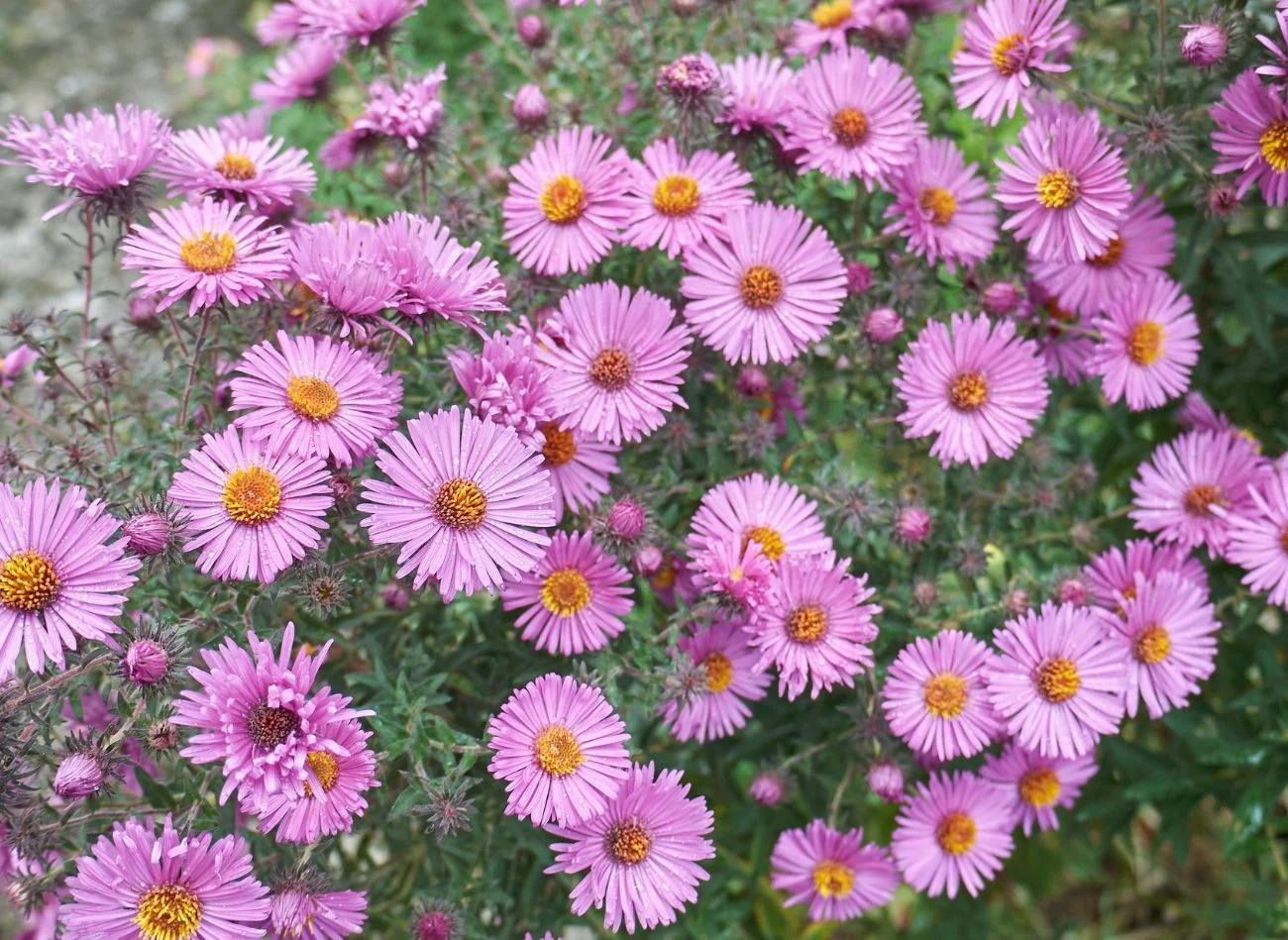 Obok porzeczek warto posadzić astry, ich specyficzny zapach odstrasza wiele szkodników