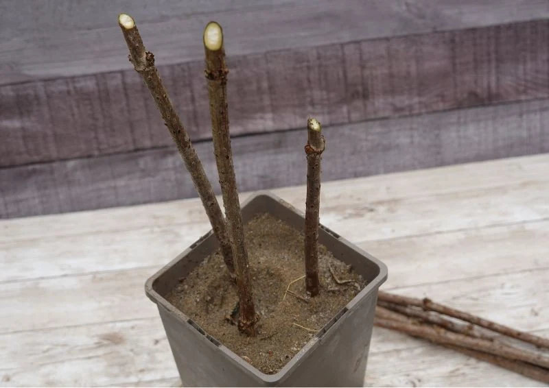 Pobrane i posadzone sztobry wyglądają jak zwykłe patyki, z których później wyrośnie hortensja.
