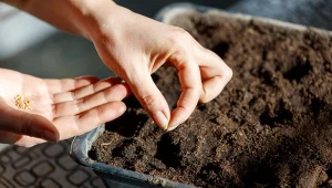Co zrobić, żeby przyspieszyć wschody nasion? Jest kilka metod.