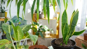 Przy przesadzaniu dodaj go do doniczki, by lepiej zatrzymać wodę i odżywić rośliny.